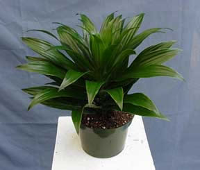 دراسنا کامپکتا